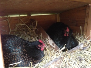 Some broody Hens
